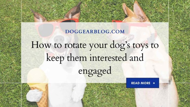 How to rotate your dog’s toys to keep them interested and engaged
