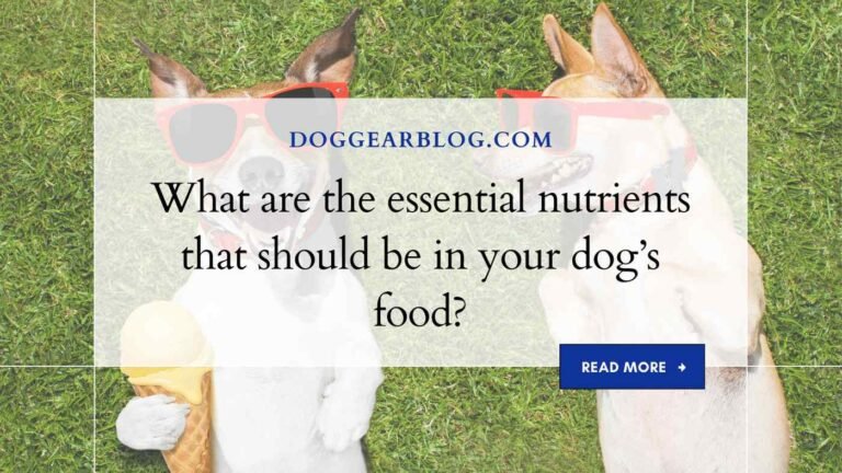 What are the essential nutrients that should be in your dog’s food?
