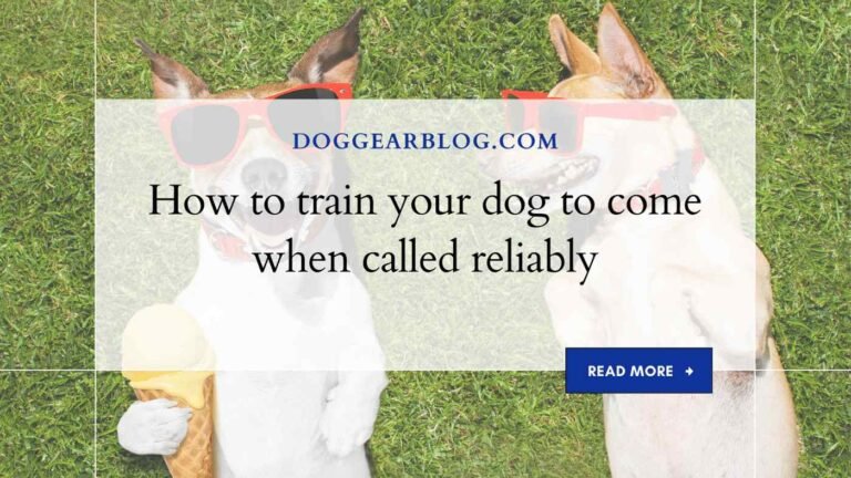 How to train your dog to come when called reliably