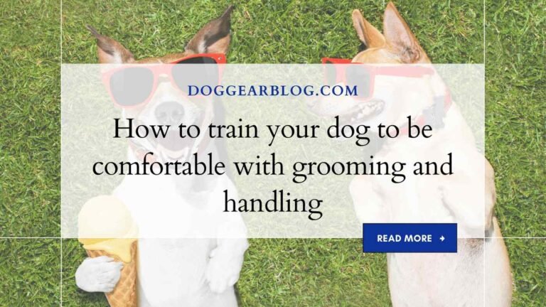 How to train your dog to be comfortable with grooming and handling