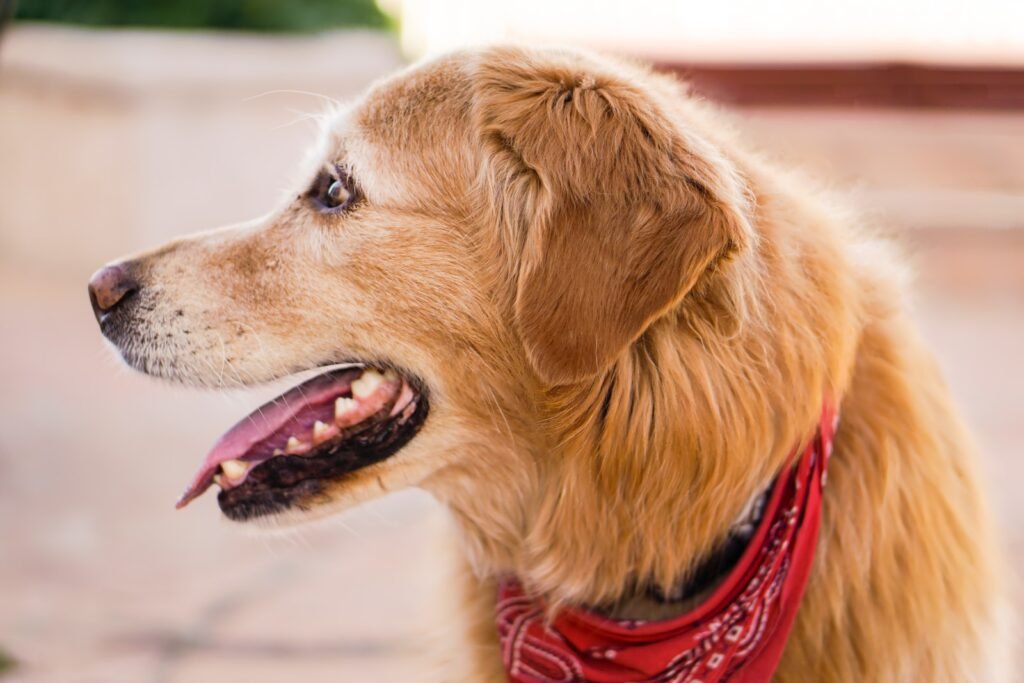 beige dog wearing red collar